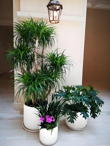 鄞州绿植租赁价格实惠 鄞州绿植租赁价格实惠