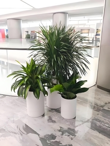 跟随潮流,体验海曙花卉租赁的独特魅力